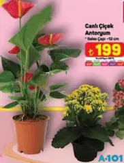 CANLI ÇİÇEK ANTORYUM CANLI ÇİÇEK ANTORYUM